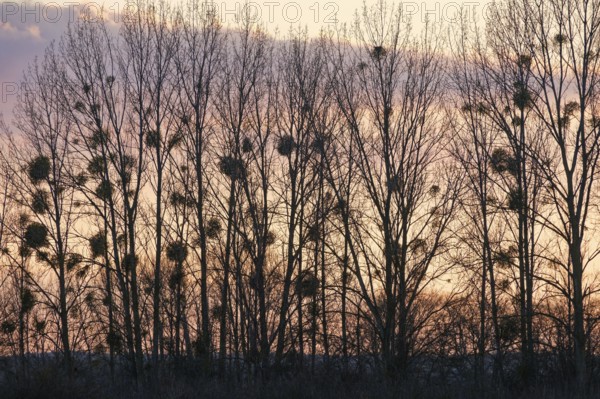 Mistletoe in winter against the evening sky. Seehausen, Altmark, Saxony-Anhalt, Germany, Europe