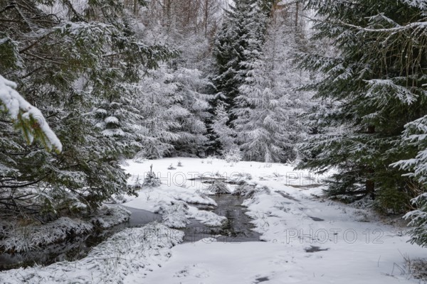 Snow covers the fir trees near the Rozdroze Izerskie hiking trail junction in the Giant Mountains
