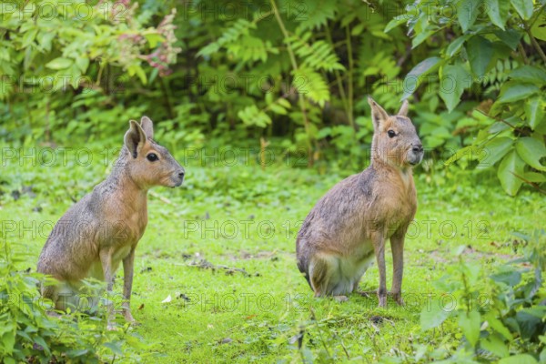 Two Patagonian maras (Dolichotis patagonum) sit on a meadow, surrounded by dense vegetation