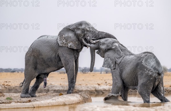 African elephant (Loxodonta africana), adult male, two elephants fighting with their trunks, one
