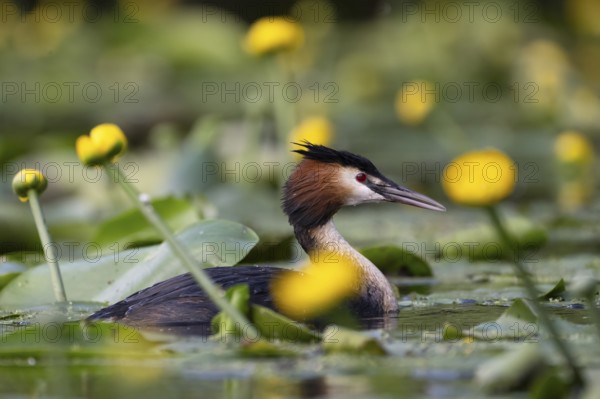 Great Crested Grebe (Podiceps cristatus), Nettetal, Germany, Europe