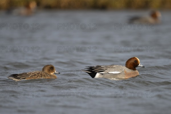 Bean goose, Bean goose (Anser fabalis), Texel, Netherlands