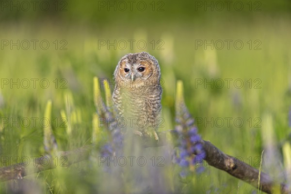 One young Ural owl (Strix uralensis) sitting on a branch lying in a field of flowering lupines in