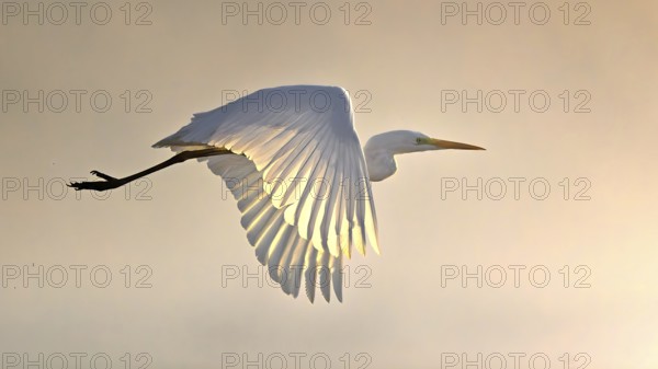 Great White Egret (Ardea alba) Winter visitor, migratory bird, grazing light, resting bird,