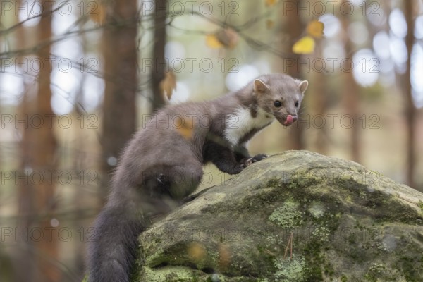 One beech marten (Martes foina) standing on a rock and feeding on something. Trees and undergrowth