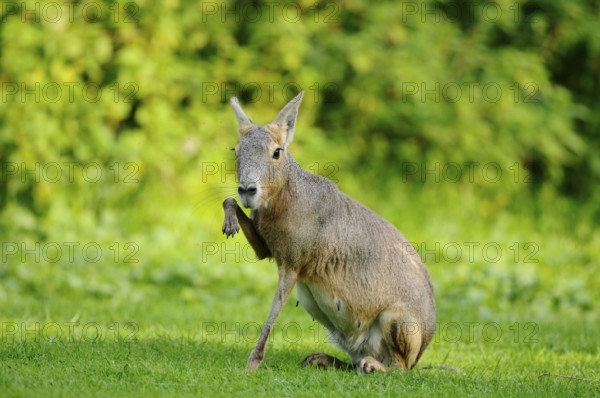 A mara slightly raises its front leg in a green meadow landscape, Patagonian Mara (Dolichotis