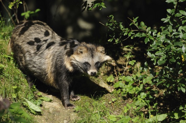 Raccoon dog in the play of light and shadow in the garden area, raccoon dog (Nyctereutes