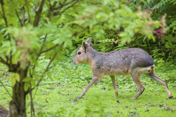 A Patagonian mara (Dolichotis patagonum) runs through dense vegetation across a meadow