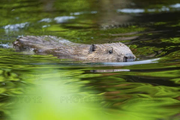 Eurasian beaver (Castor fiber) swimming on a lake, Bavaria, Germany, Europe