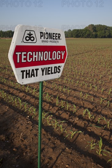 Shelbyville, Indiana - A corn crop planted with hybrid seeds marketed by Pioneer Hi-Bred. Pioneer