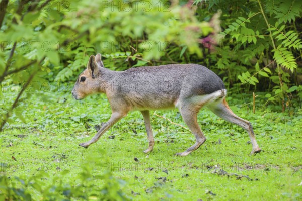 A Patagonian mara (Dolichotis patagonum) runs through dense vegetation across a meadow