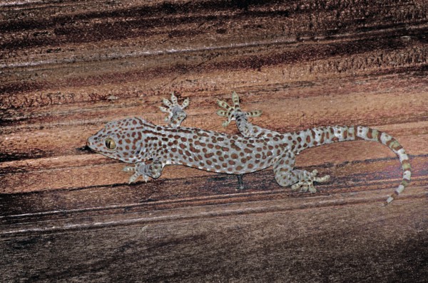 Tokay gecko Gekko gecko, (Gekkonidae), Bali, Indonesia, Asia