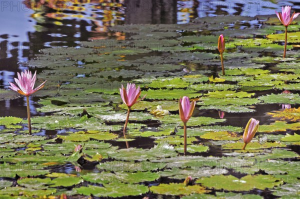 Pond with lotus flowers (Nelumbo), also known as lotus at Taman-Ujung Water Castle, Bali,