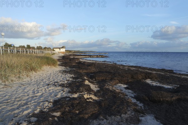 Algae on the beach