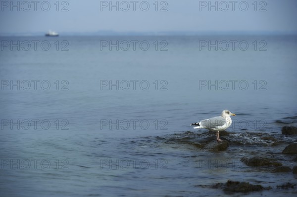 21.10.2022, Seagull on a stone on the beach of Timmendorfer Strand Timmendorfer Strand,