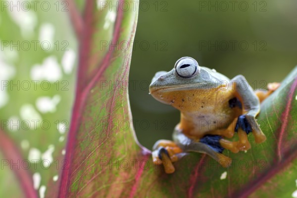 Green tree flying frog (Rhacophorus reinwarditii) sitting on a leaf