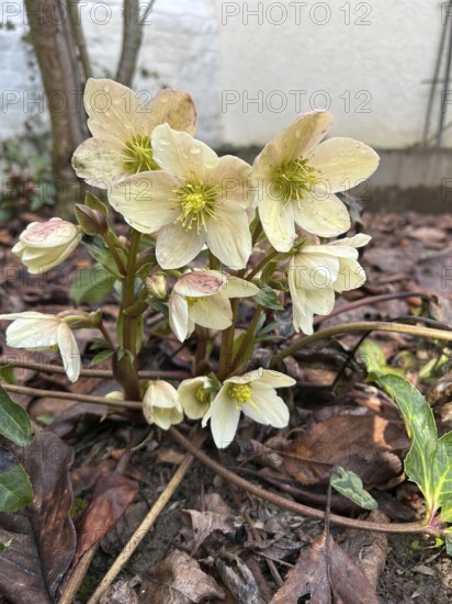 Christmas rose (Helleborus niger), blossom, blossoming, botany, foliage, spring, early bloomer,