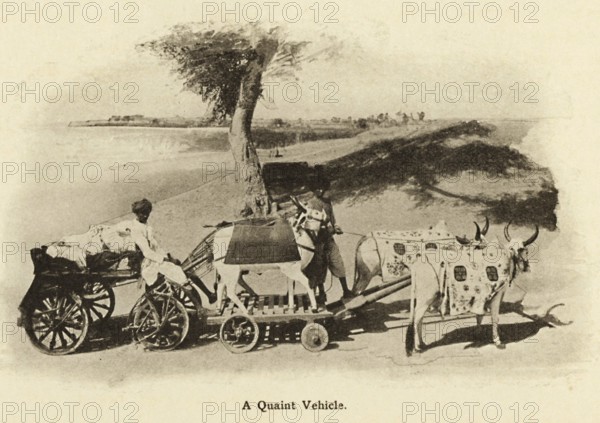 A Quaint Vehicle Such bullock carts are now lost in antiquity, Drawn in early 1900's, Saurashtra,