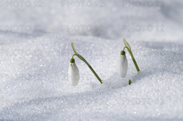 Two snowdrop flowers emerging through snow, symbolizing early spring amidst a winter setting