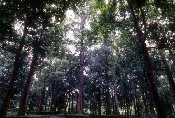 The Conolly's Plot on the banks of Chaliyar river, Nilambur, Kerala, South India, India, Asia, the