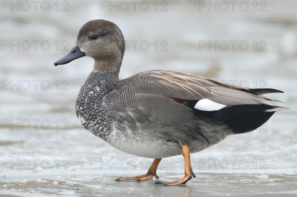 Gadwall, Mareca strepera, standing on ice, winter