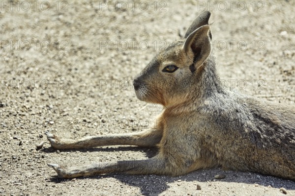 Portrait of Patagonian Mara (Dolichotis patagonum) Bulgaria