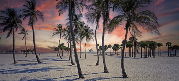 USA/ Florida - Miami, beach at Crandon Park, palm trees