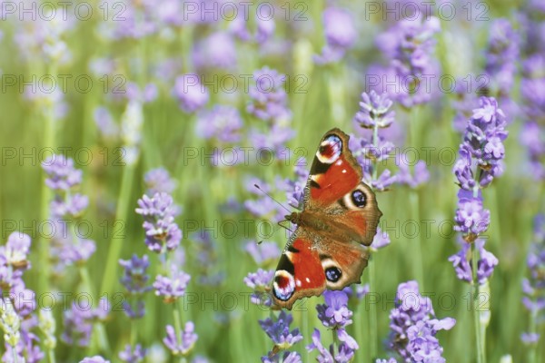 Peacock butterfly on a lavender flower Bulgaria