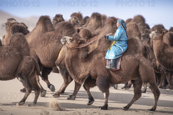 Camel herder