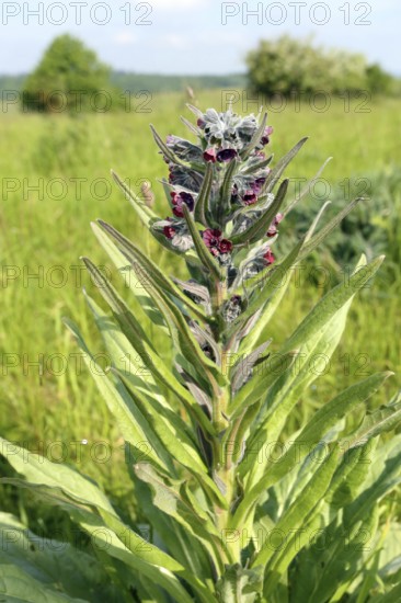 Cynoglossum officinale, common hound's tongue, houndstongue
