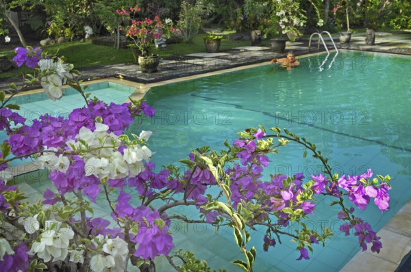 Bougainvillea (Bougainvillae), by the pool at the Ubud-Inn in Ubud, Bali, Indonesia, Asia