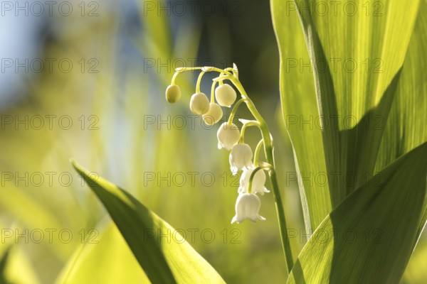 Lily of the valley in the forest on a sunny spring morning