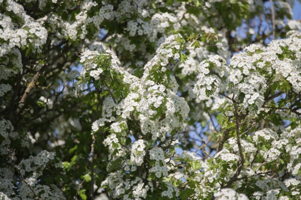 Common hawthorn (Crataegus monogyna), in full bloom, Lower Saxony, Germany, Europe