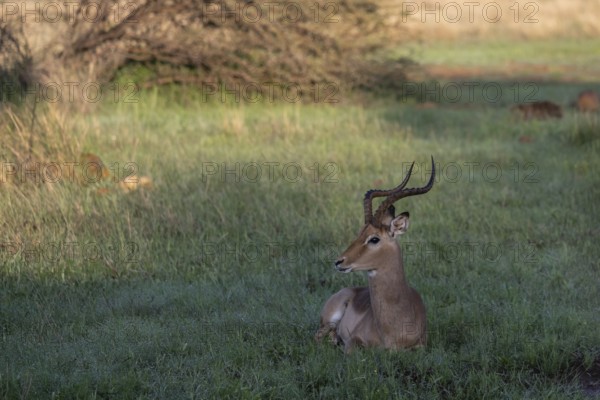 Male black heeler antelope or impala lying in the grass (Aepyceros melampus) Qwabi Private Game