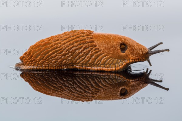A slug crawls around. It is reflected in a glass plate. Austria