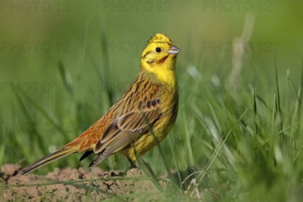 Yellowhammer, (Emberiza citrinella), perch, tree, twig, songbird, bunting family, Nahe valley,
