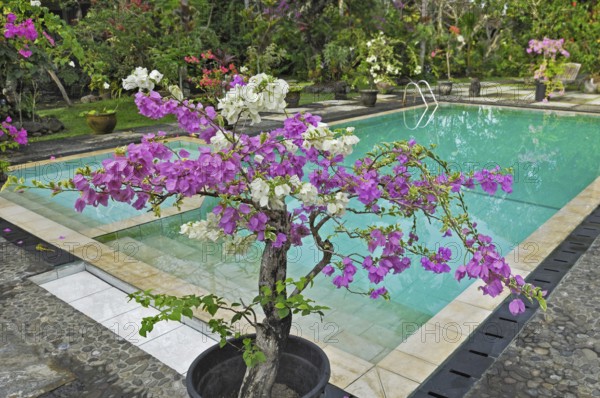 Bougainvillea (Bougainvillae) by the pool at the Ubud-Inn in Ubud, Bali, Indonesia, Asia