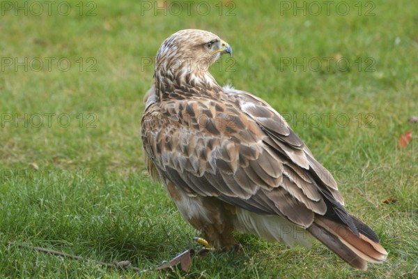 Eagle buzzard Artos at Falkenhof Potsdam