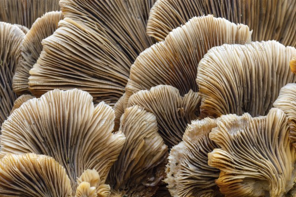 Underside mushroom, lamellae, tree fungus