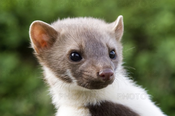 Young stone marten, female, (Martes foina) Portrait, Animals, Mammals, Federal Republic of Germany