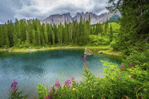Wonderful turquoise lake surrounded by fir trees and colorful flowers reflecting latemar mountain