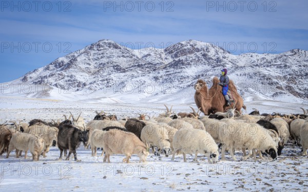 Gob herder in the winter