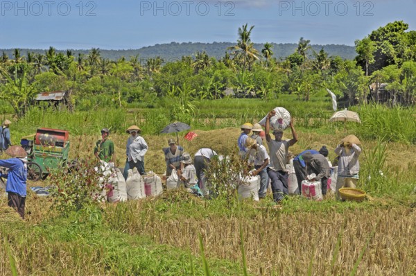 Rice harvest near Amed, many people, white rice sacks, Bali, Indonesia, Asia