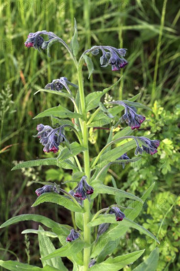 Houndstongue, Cynoglossum officinale, true hound's tongue