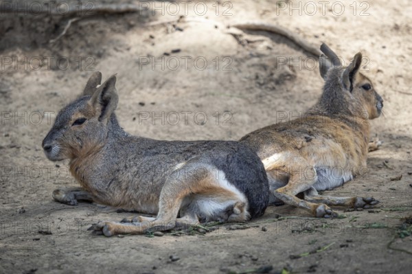 Patagonian mara resting on field, Dolichotis patagonum