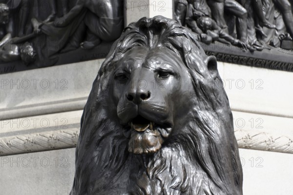 Detail, Lion statue, Trafalgar Square, London, London, London region, Close-up of a massive marble