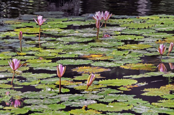 Pond with lotus flowers (Nelumbo), also known as lotus at Taman-Ujung Water Castle, Bali,