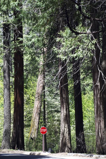 Trees-stop sign, World Heritage Site 1984, Yosemite National park, California, USA United States of