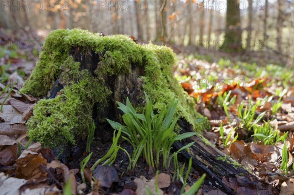 Wild garlic (Allium ursinum) shoots out of the forest floor in early spring, wild vegetables,