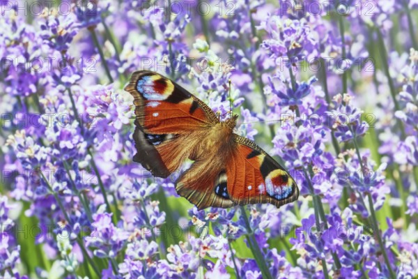 European Peacock Butterfly on Lavender Flowers Balchik, Bulgaria, Europe